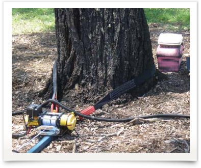 ENSPEC Structural Assessment of Trees